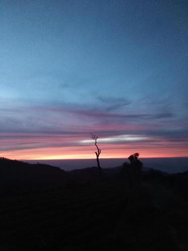 a lone tree on a hill at sunset at White house in Nuwara Eliya