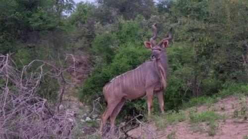 Animales en el lodge o alrededores