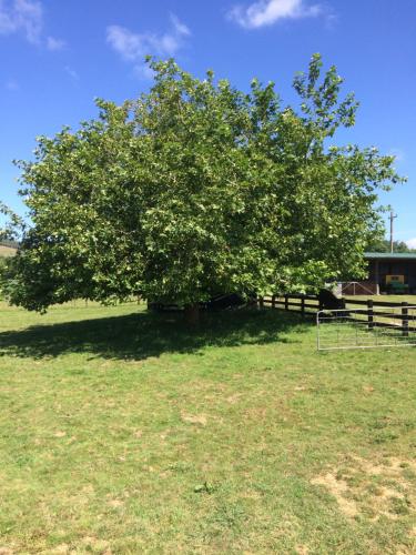a large tree in a field next to a fence at Hunua Ranges in Hunua
