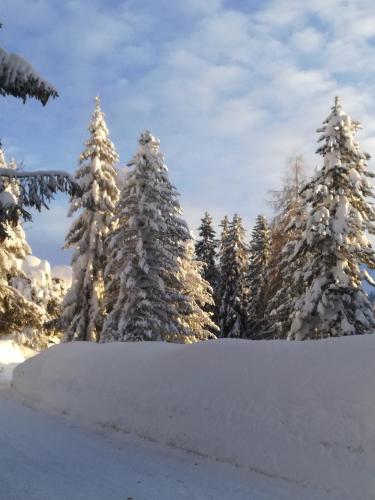 a group of christmas trees covered in snow at Ferienhaus Hubertus Tirol 1-8 Personen in Pill