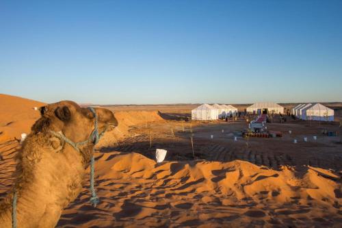 a camel standing in the desert with a village in the background at Sahara Majestic Luxury Camp in Merzouga
