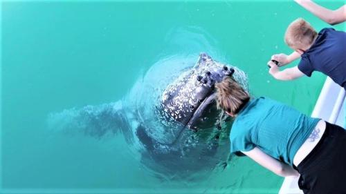 two people looking at a bear in the water at Tower Court Motel - adults only haven in Hervey Bay