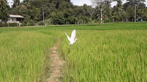 a white bird flying over a field of grass at Hansika Guest Inn in Buttala
