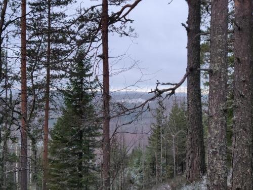 a forest of trees with a view of a valley at Lake Cottage Jänisvaara in Kolinkylä