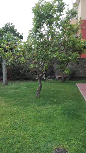 an orange tree in the grass in a yard at B&B melody in Fiumicino