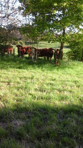 a group of cows standing in a grass field at La Maison Des Fleurs in Montembœuf