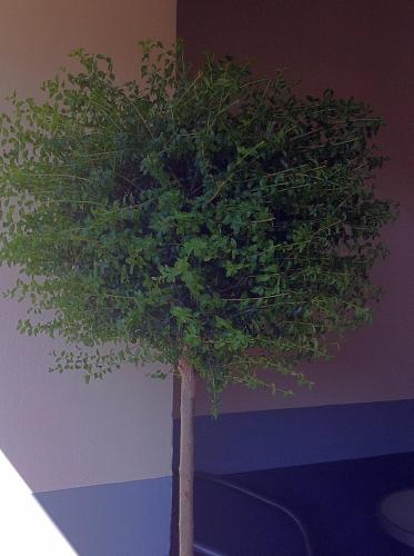 a small tree in the corner of a room at Appartamento in centro storico in Asti