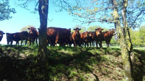 Animales en el bed & breakfast o alrededores