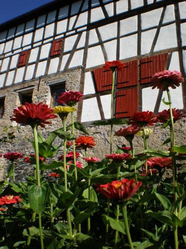 a group of red flowers in front of a building at Gut Bunt Ferienhaus in Runkel