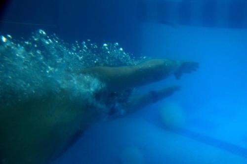 a polar bear swimming in the blue water at Hotel Punta Condor in San Carlos de Bariloche