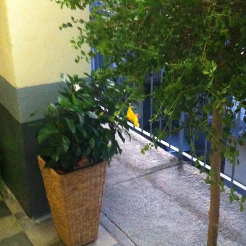 a plant in a pot next to a fence at Appartamento in centro storico in Asti