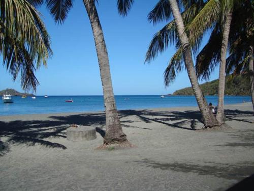 a group of palm trees on a beach with the ocean at Gîtes BB in Bouillante