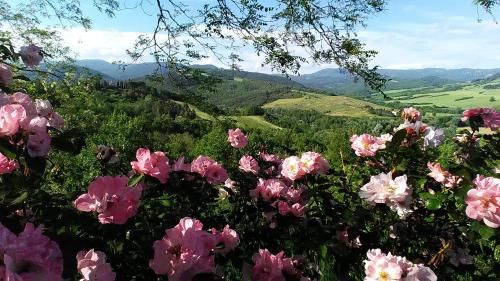 Galeriebild der Unterkunft La Casa Di Nonna Lucia in Montescudaio