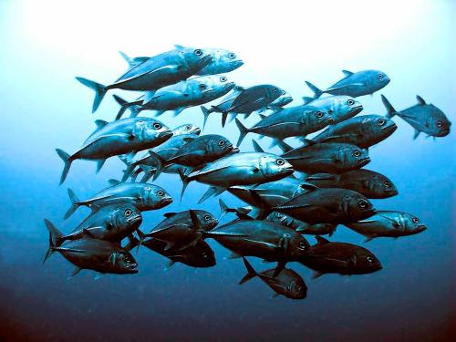 a group of fish swimming in the water at Sanctum Una Una Eco Dive Resort in Pulau Unauna