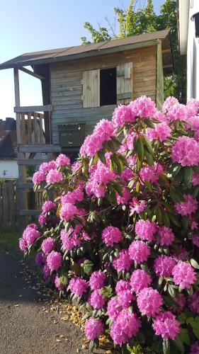 a bush of pink flowers in front of a house at Berghotel Natura Bed & Breakfast in Winterberg