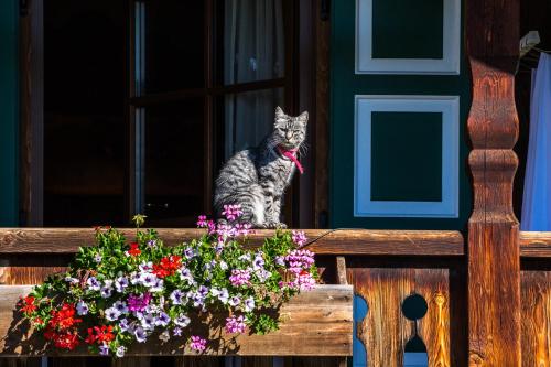 a cat sitting on a window sill next to flowers at NONNA PINA Appartamento PUTTI in Padola