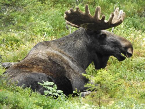 a moose laying in the grass with its horns at Cafè Bistro Moccacino in Ekshärad
