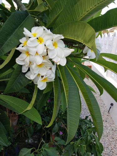 un ramo de flores blancas en una planta con hojas en Casa Vittoria, en Milazzo