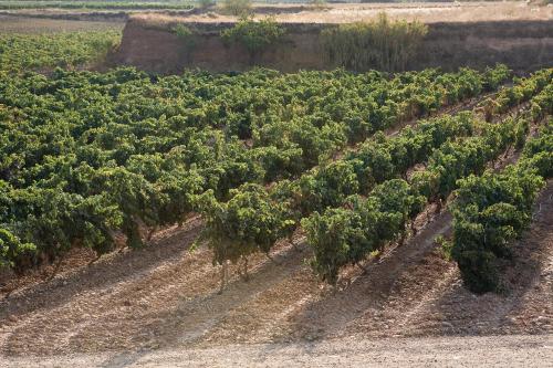 a row of trees in a field of crops at F&G Logroño in Logroño