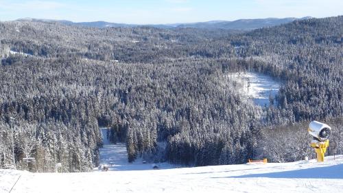 a view of a snow covered forest of trees at Apartment Almberg in Mitterfirmiansreut