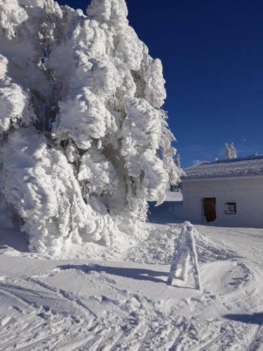 a tree covered in snow next to a building at Apartment Almberg in Mitterfirmiansreut