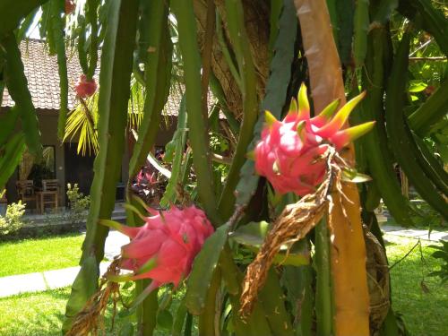 two bright pink flowers on a palm tree at Suka Sari Cottages in Pemuteran