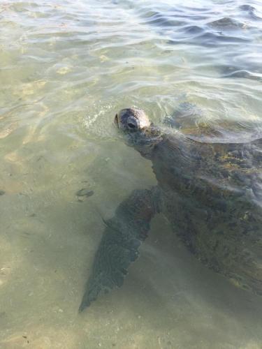 a green sea turtle swimming in the water at Hotel Universal Beach in Hikkaduwa