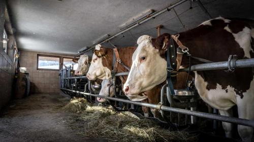a group of cows standing in a barn eating hay at Stubaier Bauern Appartement in Telfes im Stubai