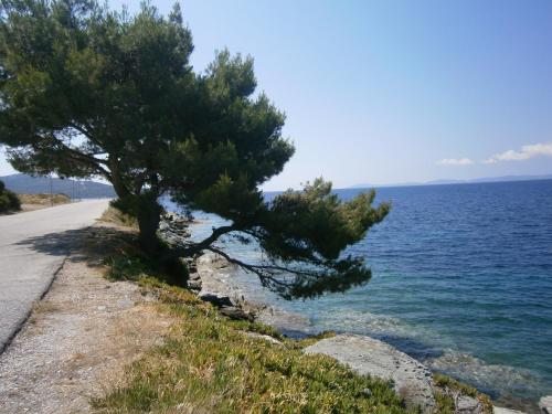 a tree on the side of a road next to the ocean at Akrotiri Hotel in Neos Marmaras