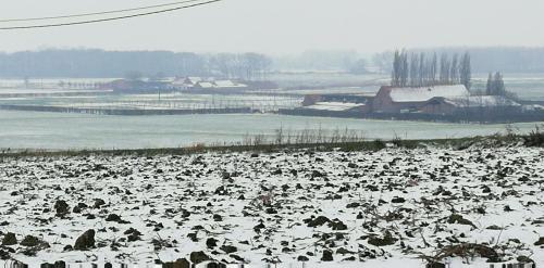 a large herd of animals standing in a snow covered field at Guesthouse Kolibriehuys in Nieuwkerke