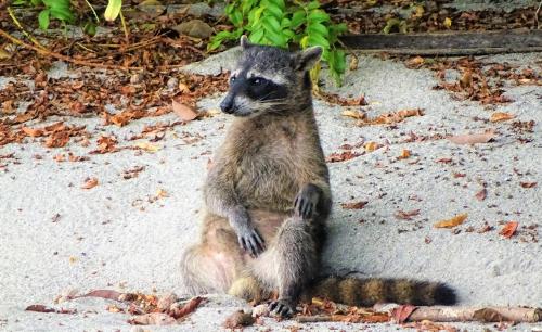 a raccoon is sitting on the ground at La Colina Pura Vista in Bejuco