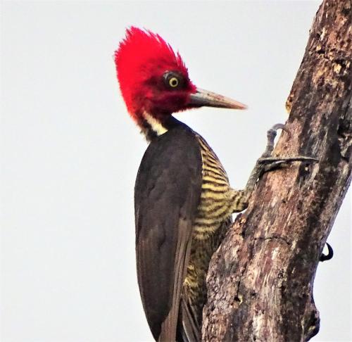 a woodpecker with a red head on a tree at La Colina Pura Vista in Bejuco
