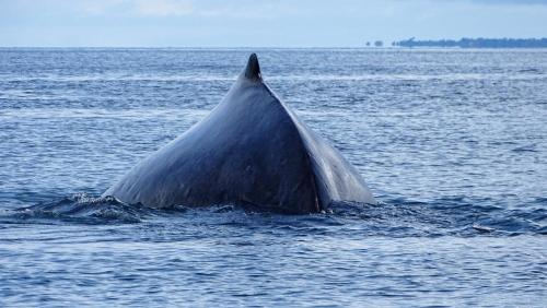 a whale tail sticking out of the water at La Colina Pura Vista in Bejuco