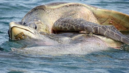 a turtle with its mouth open in the water at La Colina Pura Vista in Bejuco