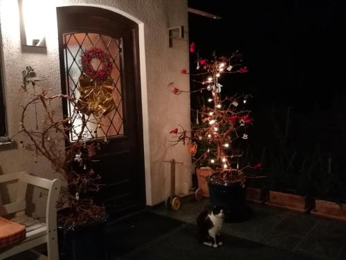 a cat sitting in front of a door with a christmas tree at Apartment HAUS MERLIN am Böckelsberg in Weimar