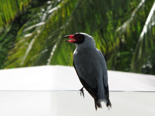 a black bird with its beak open sitting on a ledge at Barracuda apartments in Sámara