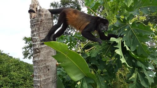 a black and brown monkey climbing a tree at Barracuda apartments in Sámara