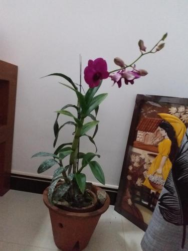 a flower in a pot next to a picture at CASA VACANSA HOME STAY in Hungama