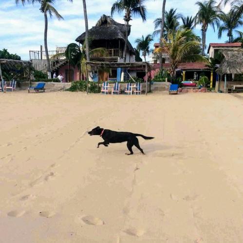 a dog on a leash walking on the beach at Hotel Gilda in Coyuca
