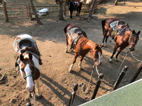 Animales en el hotel o alrededores