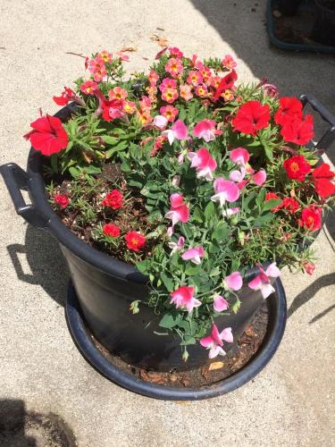 a pot with red and pink flowers in it at Hunua Ranges in Hunua