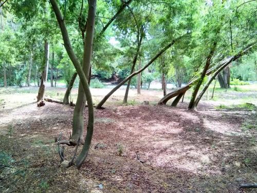 Φωτογραφία από το άλμπουμ του Camping las islas σε Panimavida