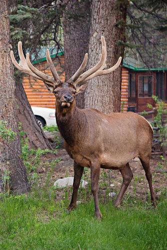 a deer with large antlers standing in the grass at Idlewilde by the River in Estes Park