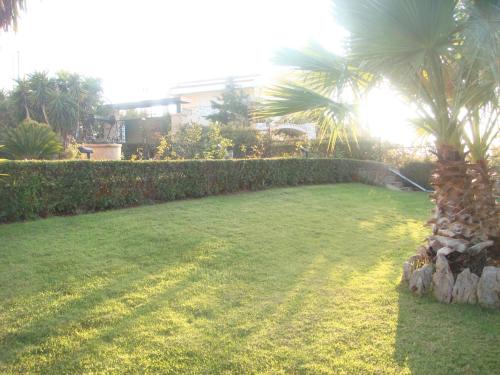 a grassy yard with a palm tree and a wall at Villa Soula in Anavissos