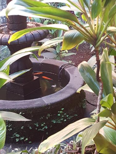 a bird bath with a koi in a garden at Hotel Posada San Jerónimo in Coatepec