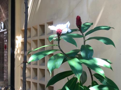 a plant with a white flower in a room at Spices Hotel in George Town