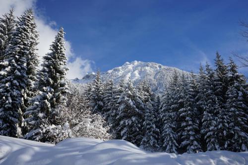 a snow covered forest with a mountain in the background at Naturhotel Alpenblick in Maurach