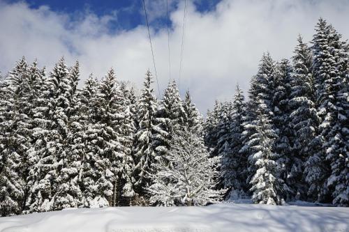 a group of snow covered trees with snow covered branches at Naturhotel Alpenblick in Maurach