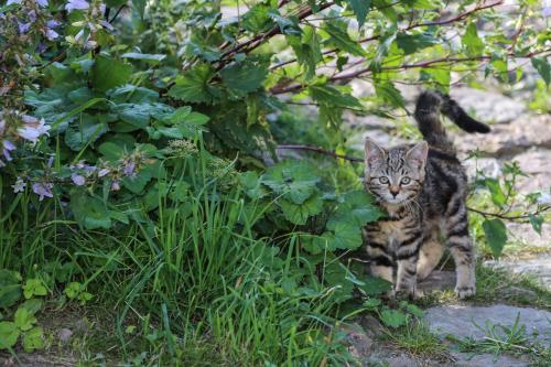 a cat standing in the grass next to a bush at HAUSERHOF - Urlaub auf dem Bauernhof in Villandro