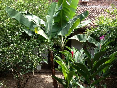 a large green banana tree in a garden at Portal de la Marquesa in Mompos